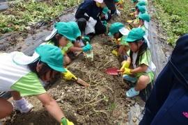 4歳児さくら組いもほり遠足のようす