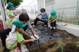 4歳児さくら組野菜の苗をうえました。