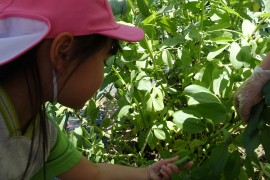 昨年植えたそら豆の収穫をしました。