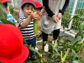 とうもろこし・じゃがいもの収穫（２歳児ちゅうりっぷ組）