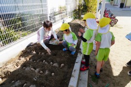 ジャガイモの種いもを植えました！（３歳児たんぽぽ組）