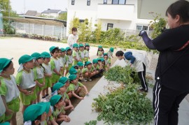 うすいエンドウの収穫をしました!(4歳児さくら組)