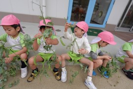 スナップエンドウっとたまねぎの収穫をしました。(5歳児きく組)