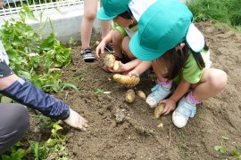 じゃがいもの収穫をしました。(4歳児さくら組)