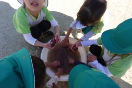 クッキングの様子（４歳児さくら組）