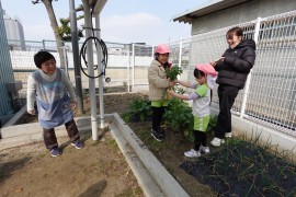 大根の収穫をしました。（５歳児・２歳児）